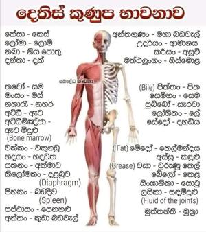 දෙතිස් කුණුප භාවනාව.jpeg